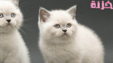 القط في المنام