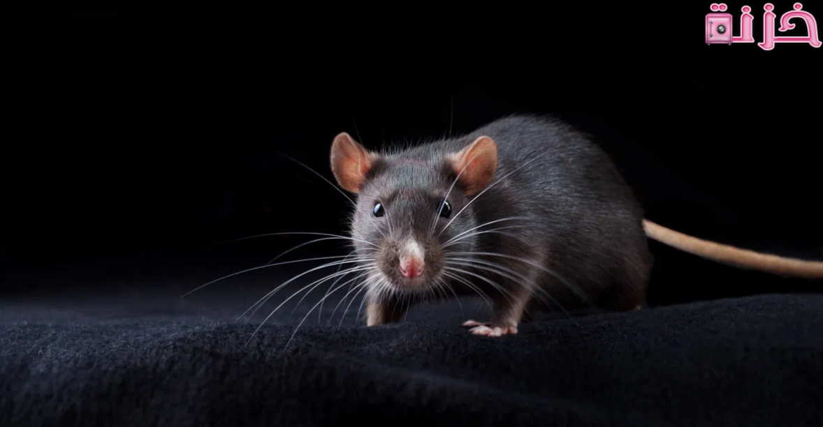الجرذ في المنام