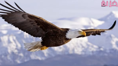 رؤية النسر في المنام
