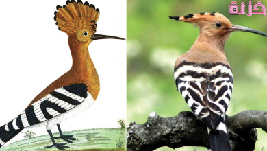 رؤية الهدهد في المنام