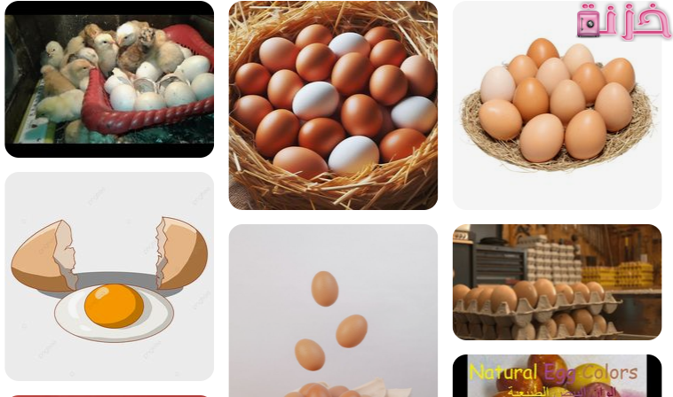 البيض فى المنام