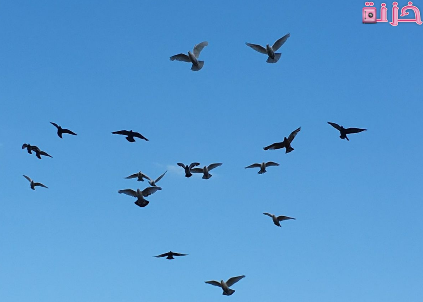 الحمام في المنام