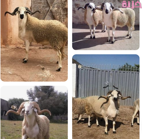 الكبش في المنام