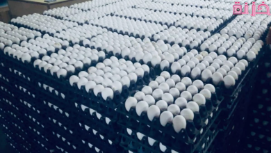 مشروع انتاج البيض