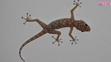 رؤية البرص في المنام