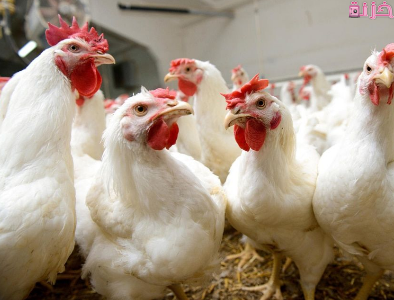 الفراخ في المنام