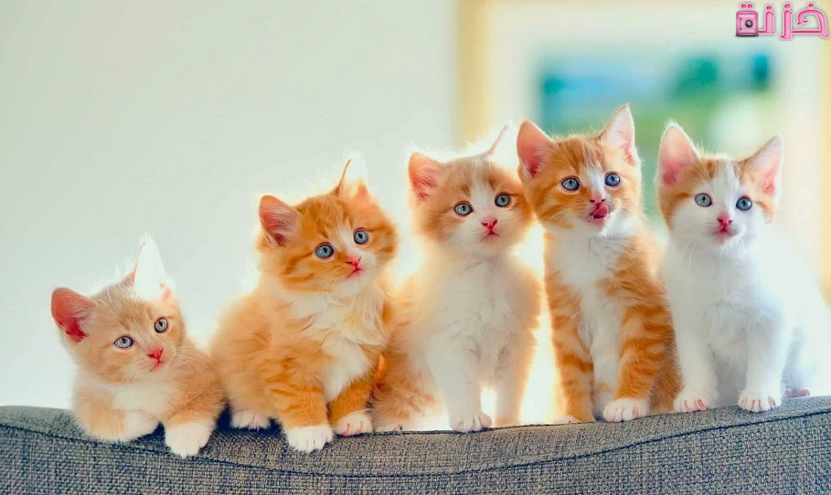 اسماء قطط ذكور تركية و عربية و فرنسية و اجنبية