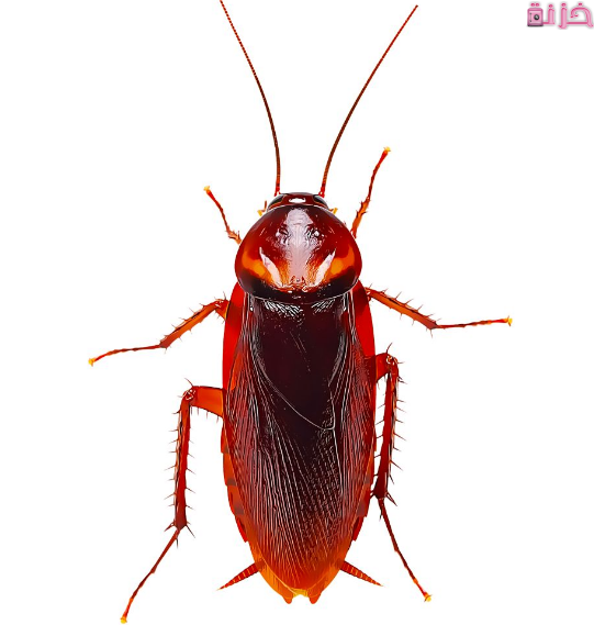 حلم رؤية الصرصور في المنام