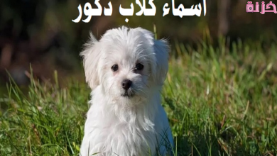 اسماء كلاب ذكور