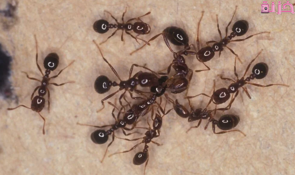 النمل في الحلم