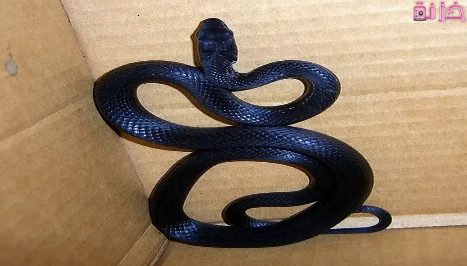 الثعبان في المنام