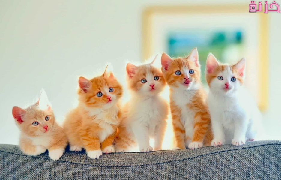 اسماء قطط