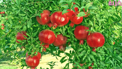 تفسير الحلم بشجرة الرمان للعزباء