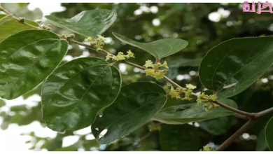 فوائد ورق السدر