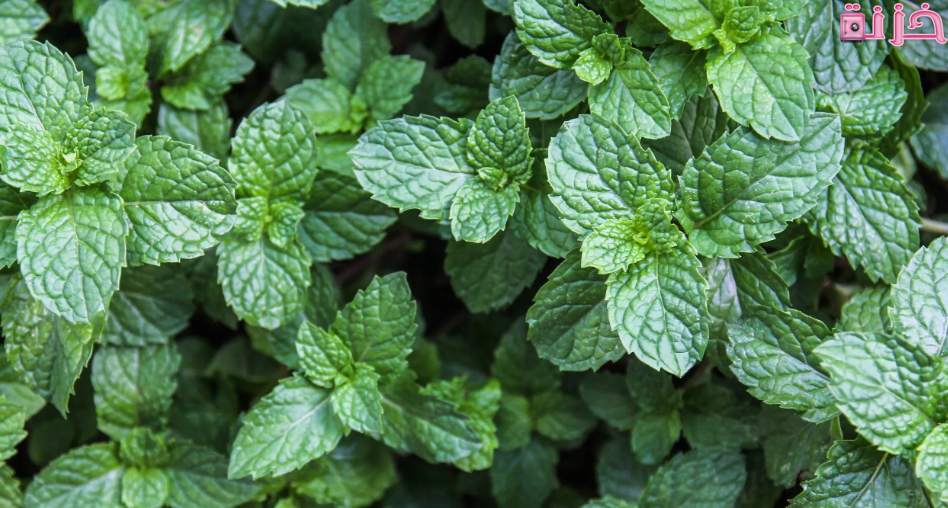فوائد النعناع