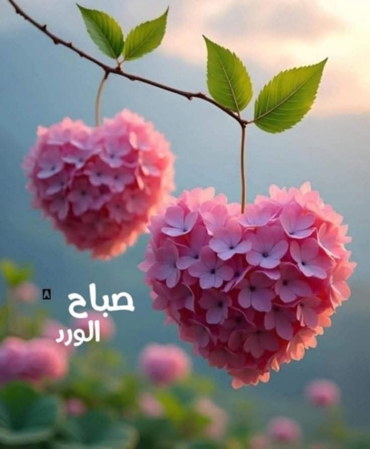 قلب صباح الخير
