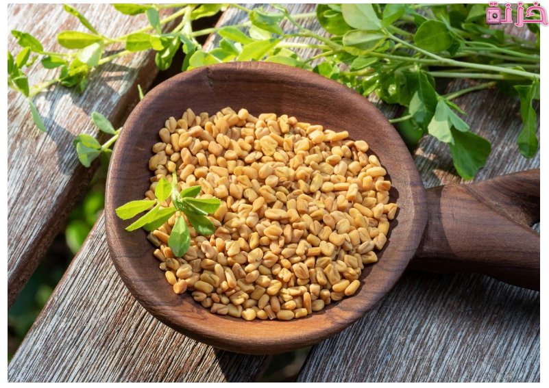 فوائد الحلبة