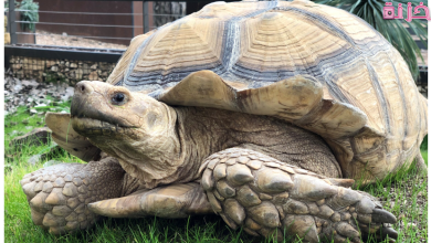 كيف تعرف عمر السلحفاة