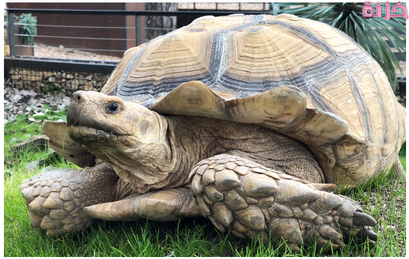 كيف تعرف عمر السلحفاة