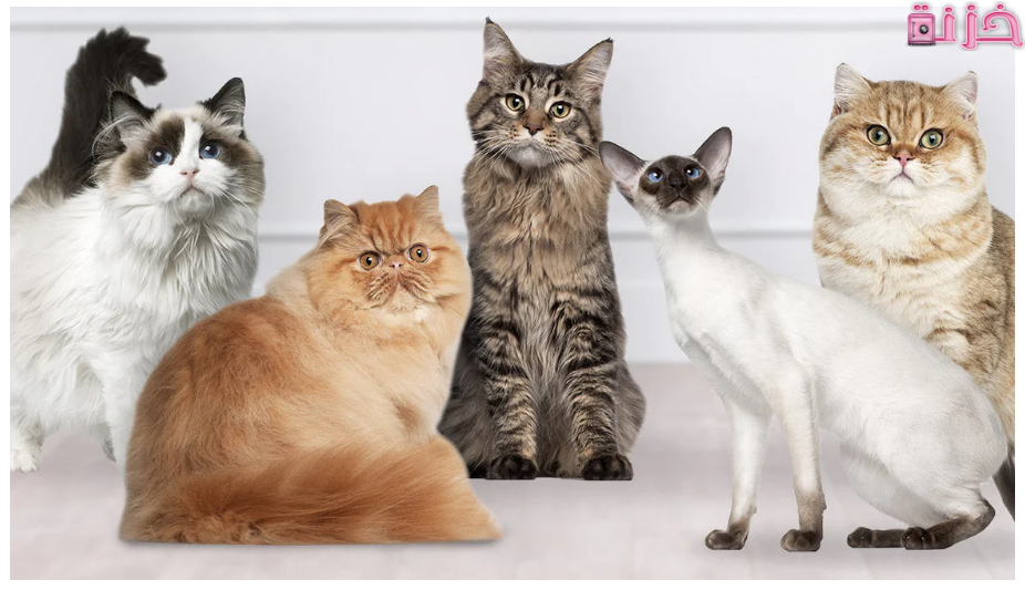 تفسير رؤية القطط في المنام للعزباء