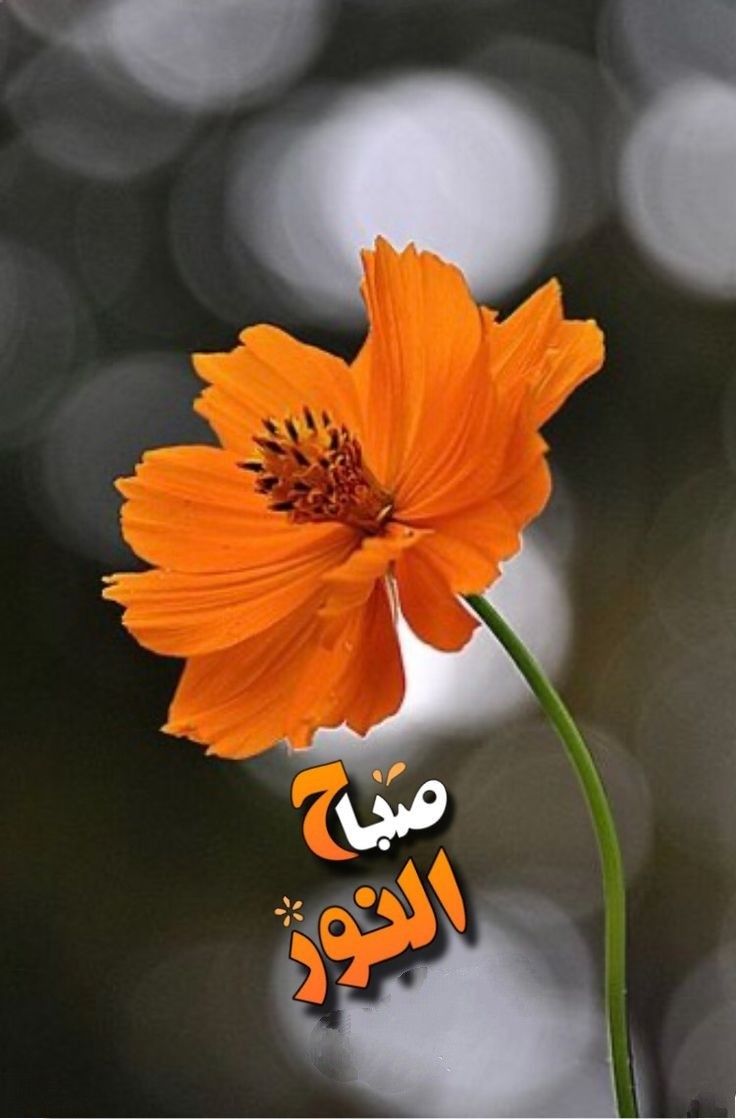 صور صباح النور مع دعاء