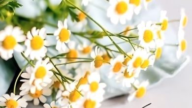 صور صبحكم الله بالخير