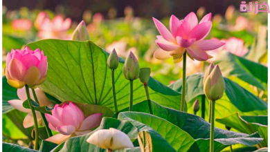 كلام عن الورد