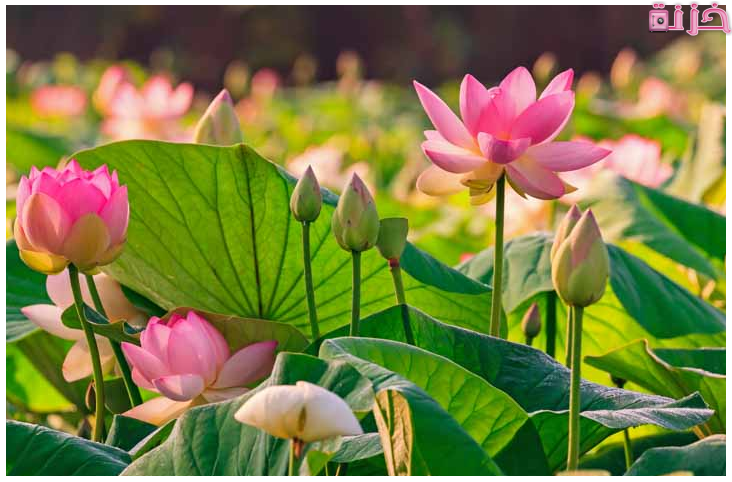 كلام عن الورد