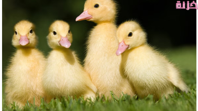 البط في المنام