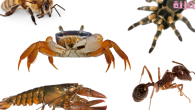 من امثلة المفصليات