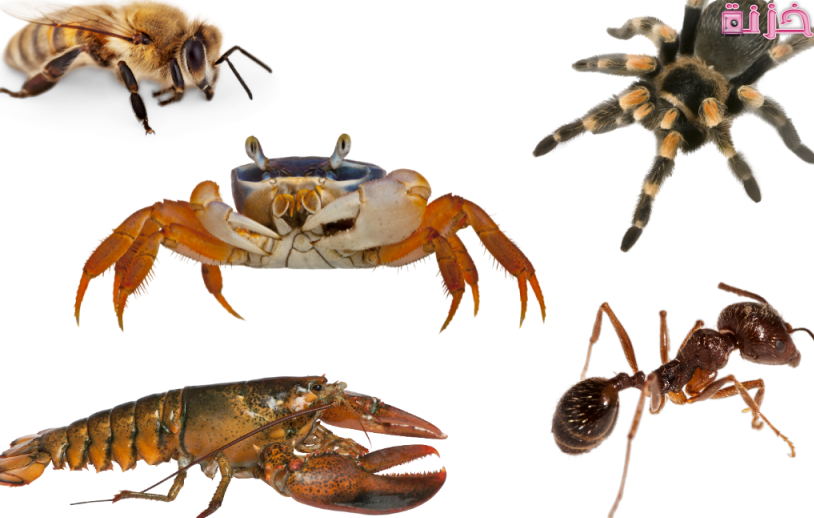 من امثلة المفصليات