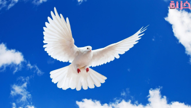 رؤية الحمام في المنام للمتزوجة