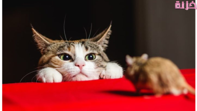 تفسير حلم القطط والفئران