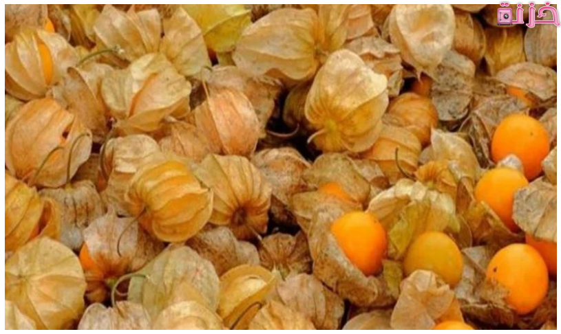 فوائد الحرنكش