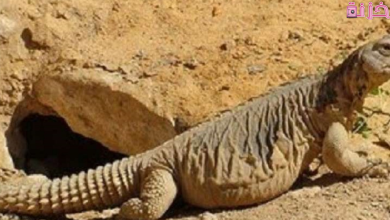 الضب في المنام