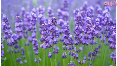 فوائد اللافندر
