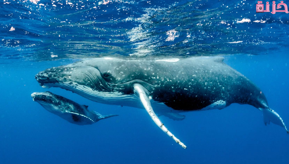 رؤية الحوت في المنام