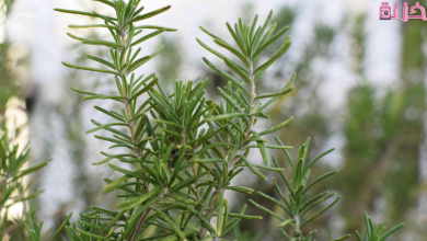 فوائد اكليل الجبل للشعر