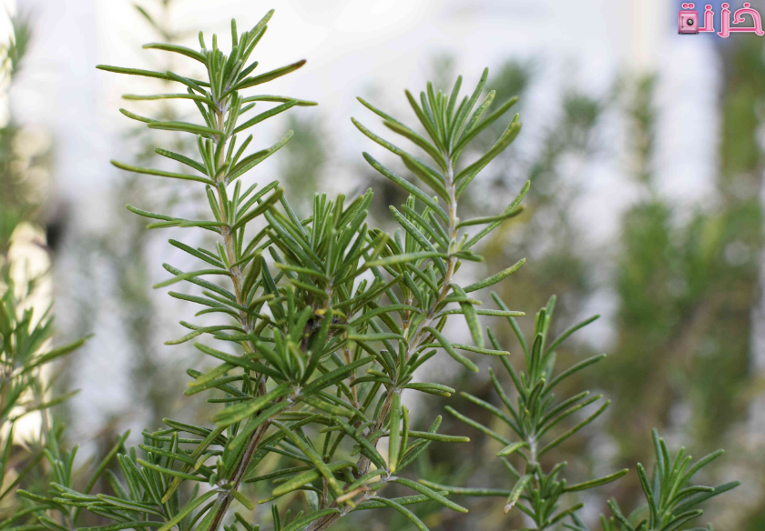 فوائد اكليل الجبل للشعر