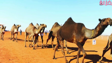 ترقيم الابل