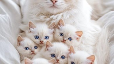 اجمل صور قطط في العالم صغيرة كيوت جدا