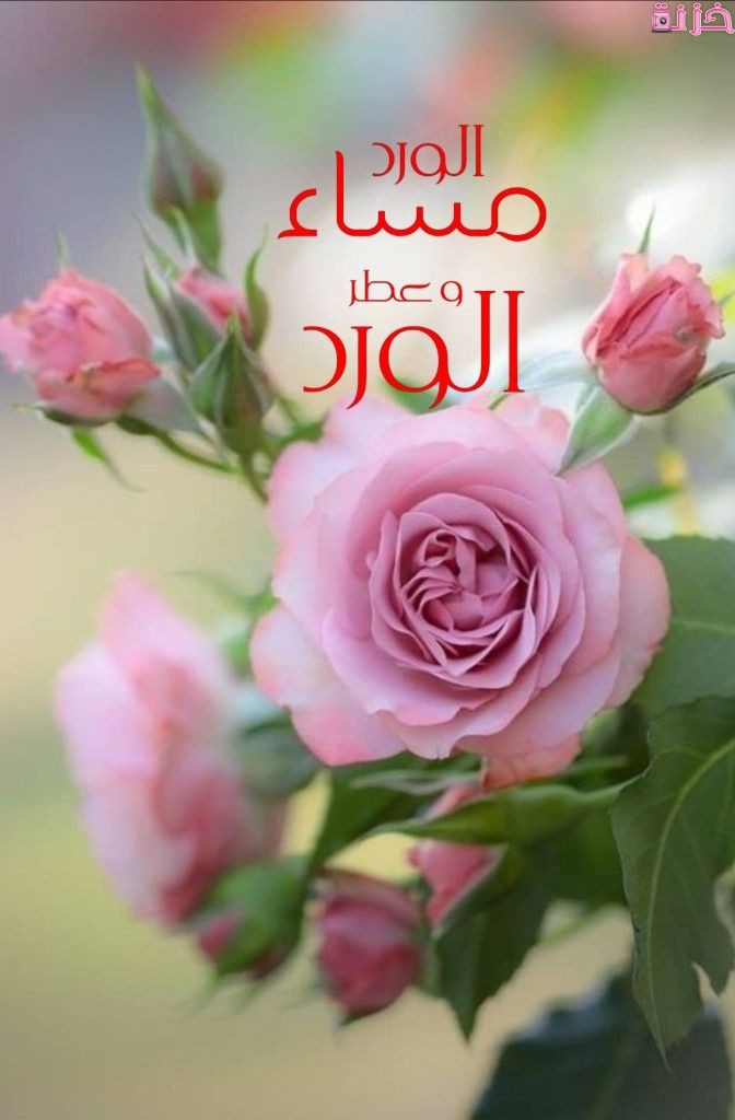 صور مساء الورد للغاليين