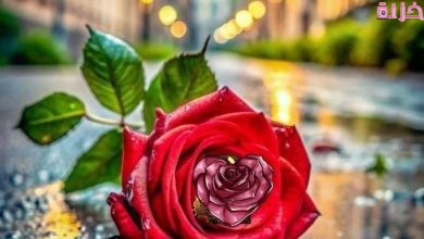 صور مساكم ورد وفل وياسمين