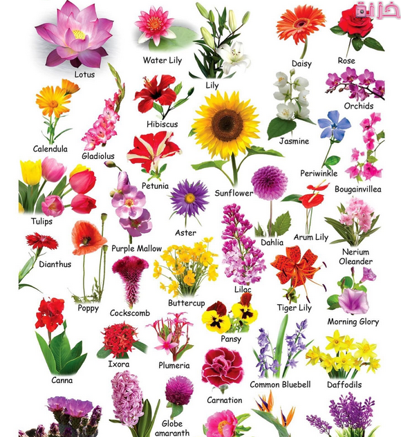 أشهر اسماء الزهور