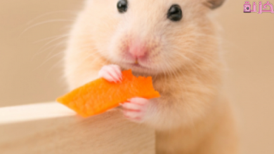 اسعار الهامستر في مصر والسعودية والعراق