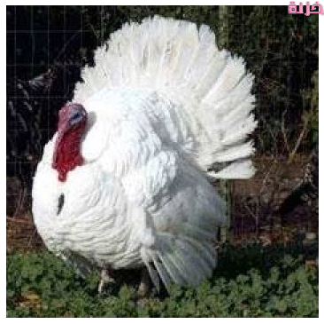 مشاكل تربية الرومي