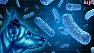 علاج واعراض الحمى المالطية