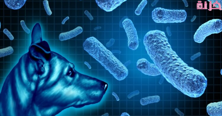 علاج واعراض الحمى المالطية