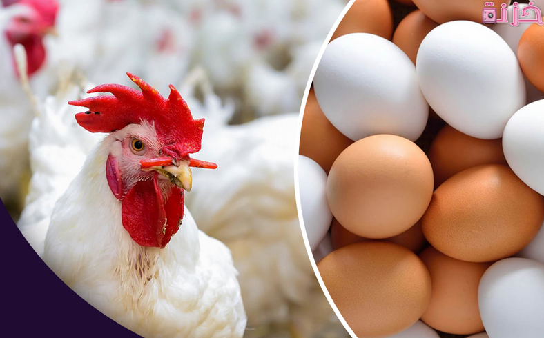 مشروع تربية الدجاج البياض من الالف الى الياء