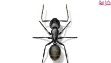 تفسير ظهور النمل الأسود في البيت فجأة